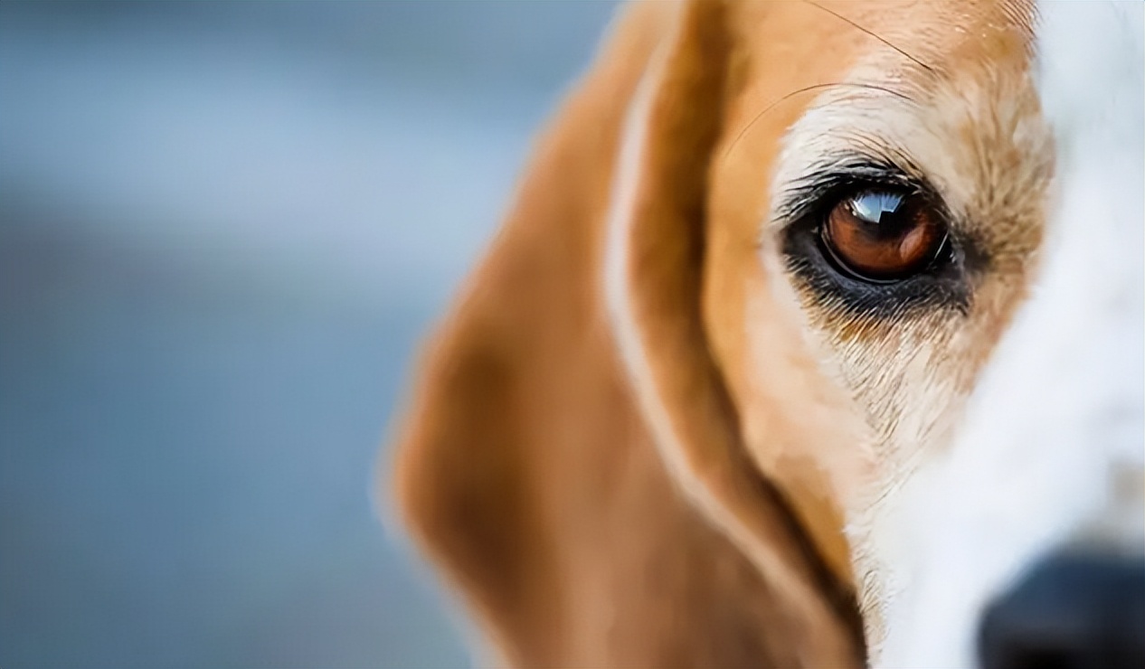 狗狗晚上眼睛看不清是怎么回事,狗狗眼睛有问题用什么药