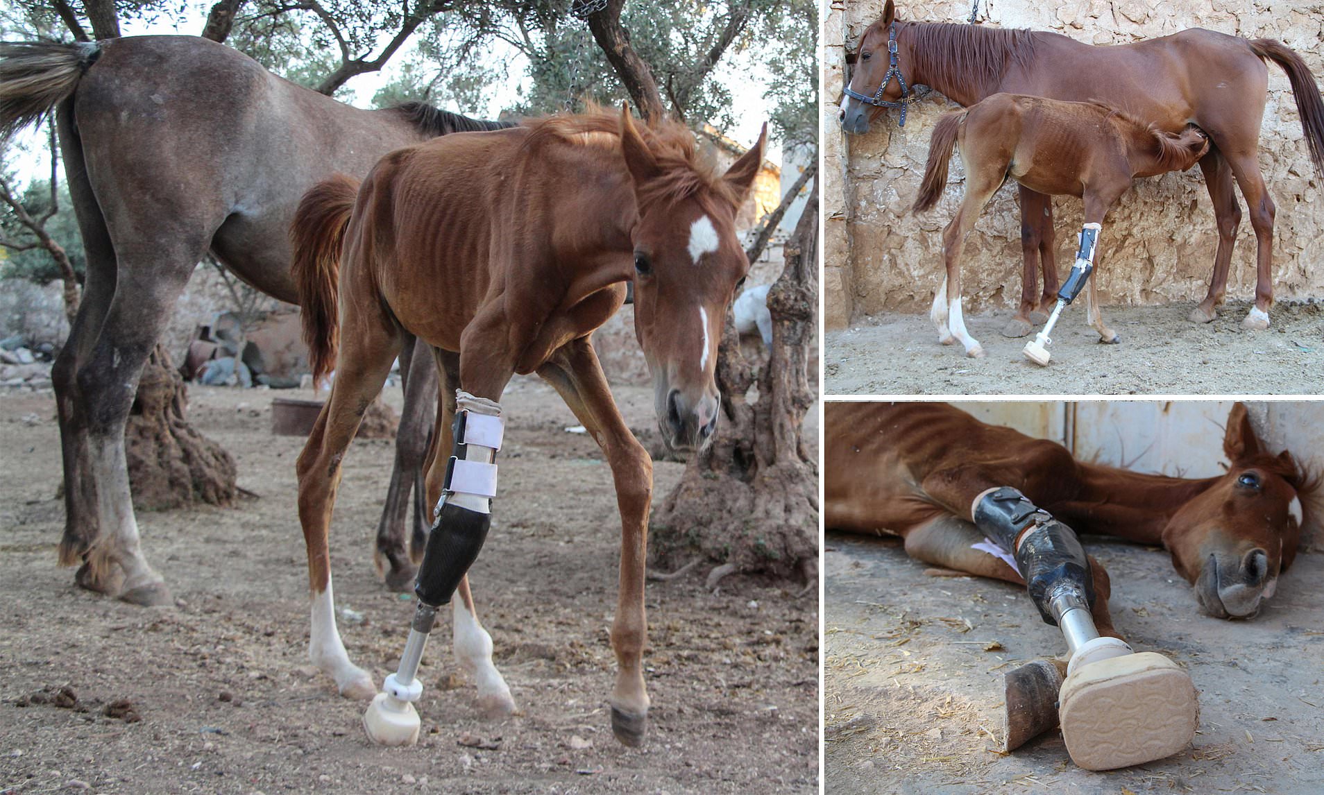 为什么马断了腿必须死,为什么马的腿一旦骨折会死呢