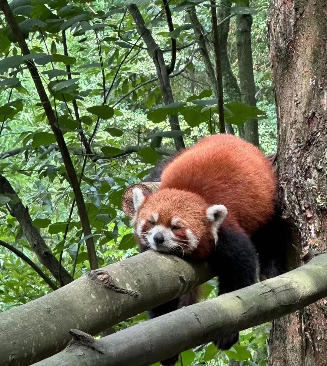 四川九寨沟四天三晚自由行攻略,成都九寨沟冬季旅游攻略
