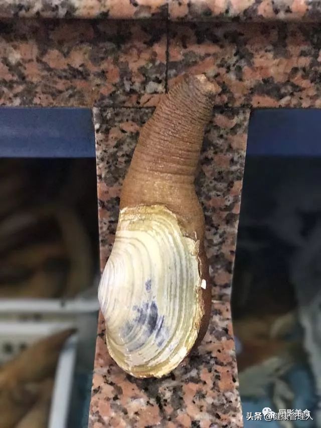 海鲜贝类品种大全及名字,22种海鲜贝类做法大全