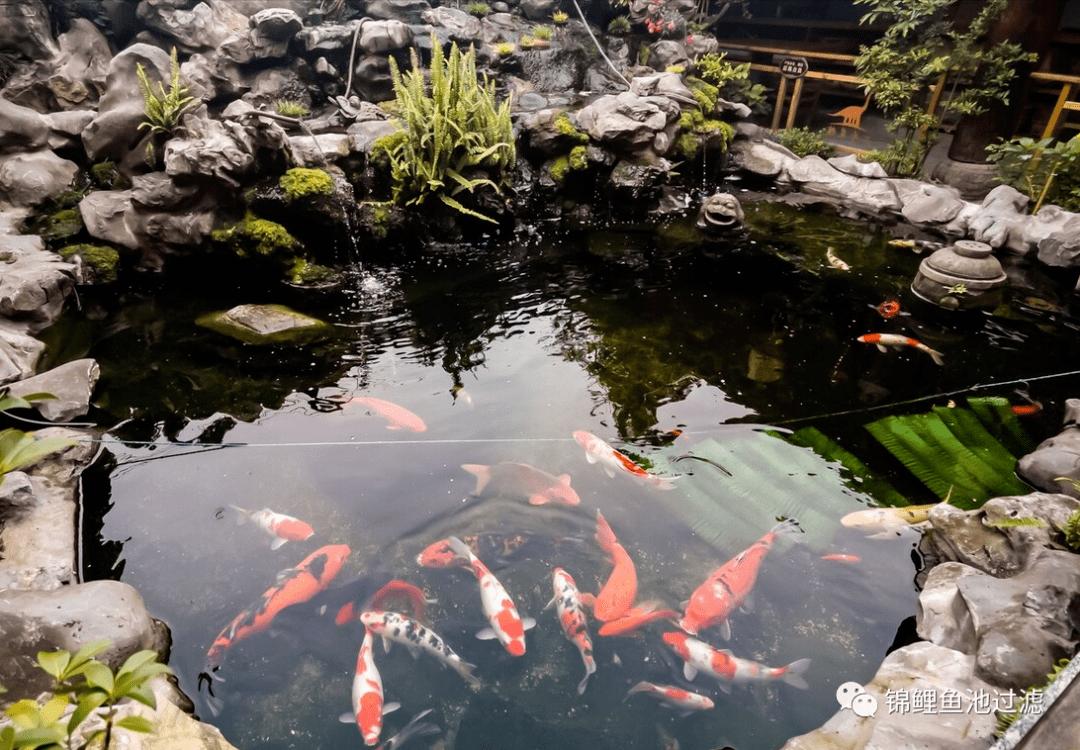锦鲤尾巴长得慢怎么办视频,国产锦鲤为什么长得慢