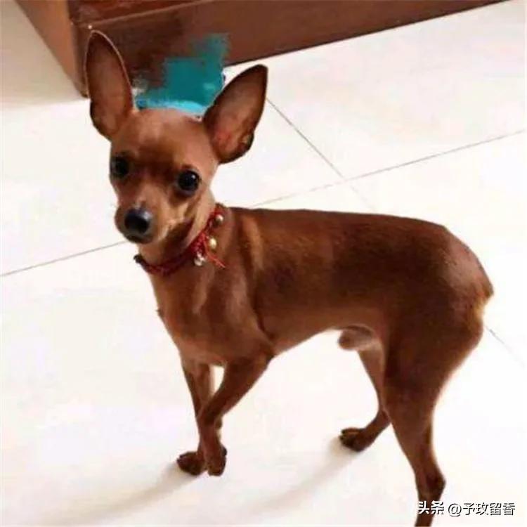 狗的种类常见宠物狗的品种及特点,宠物狗种类及特点