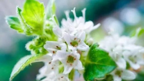 你喜欢的花的花语又是什么,你最喜欢哪朵花的花语