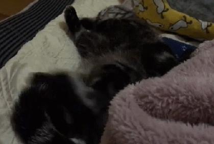 猫咪睡着了总尿床是怎么回事,猫咪总是尿床怎么办已绝育