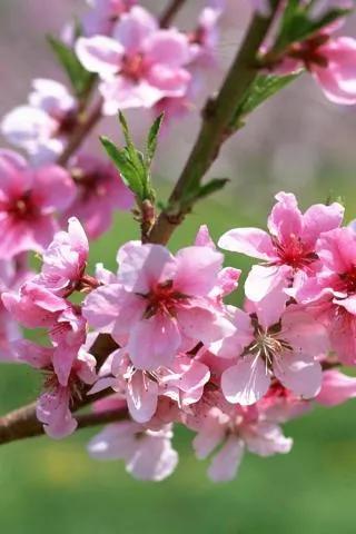 静等春暖花开抒情散文,春暖花开散文名家名作