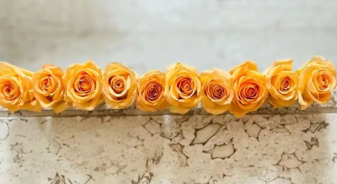 假日公主月季视频,假日公主月季好种吗