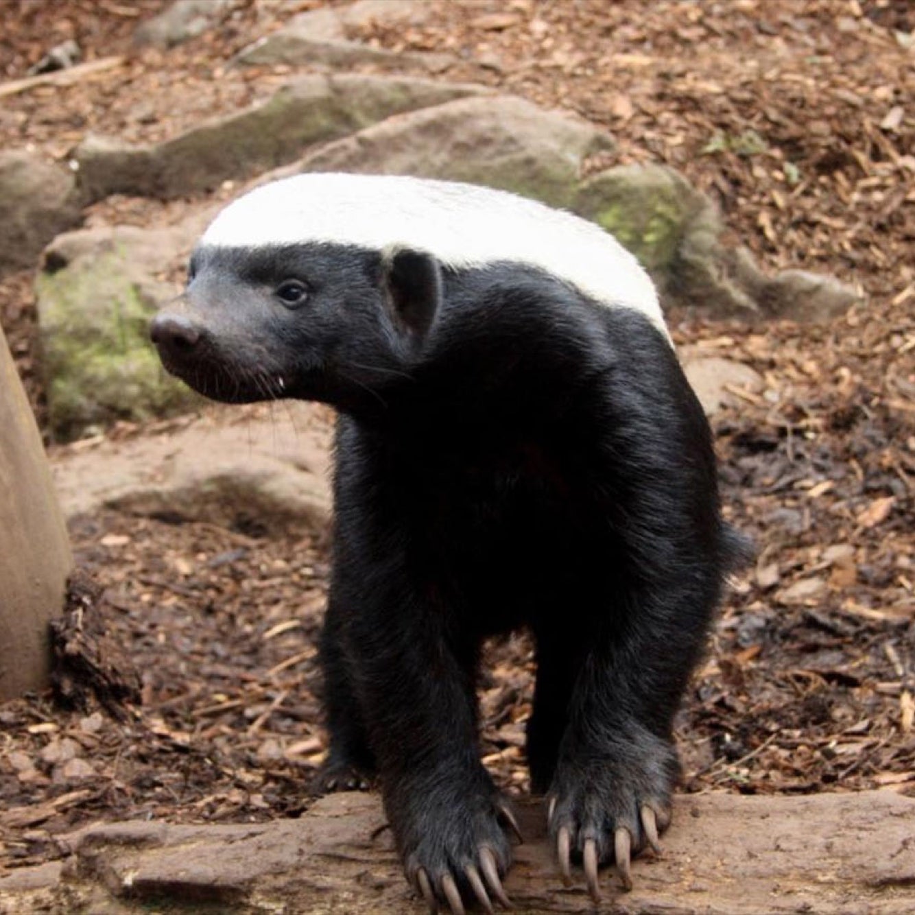 比特犬vs斑鬣狗笼斗视频,比特犬vs鬣狗斑鬣狗