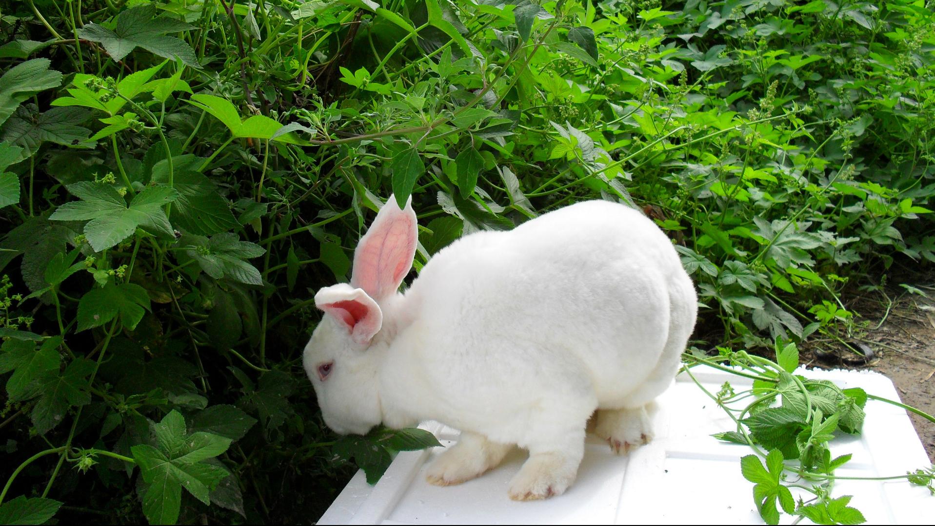 养殖场疾病,养殖兔子生病的状态和解决办法