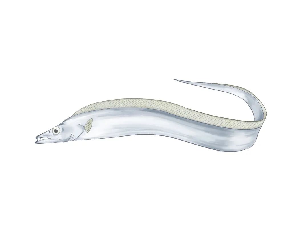 厦大食堂有啥鱼？这位老师来回答！