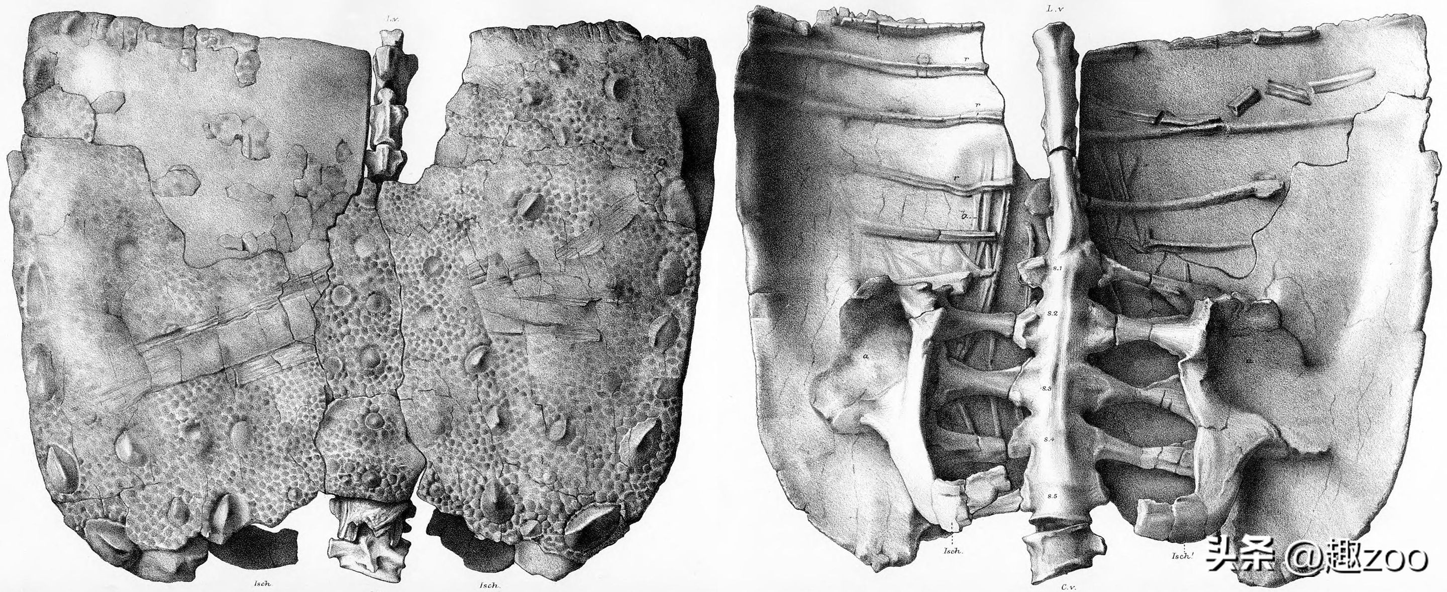 世界上有哪些著名的恐龙化石,世界十大恐龙巨龙排名