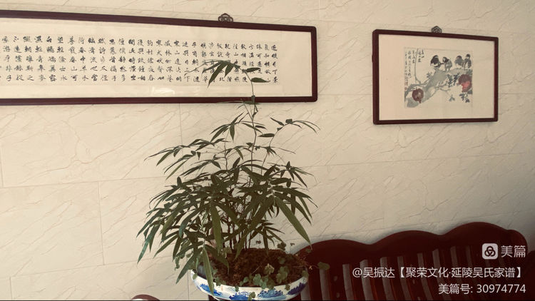 绿色是生命中的最美色彩