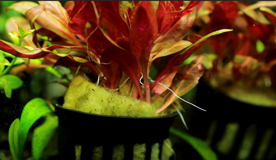 为什么水草养着养着就烂了,水草为啥养黄了