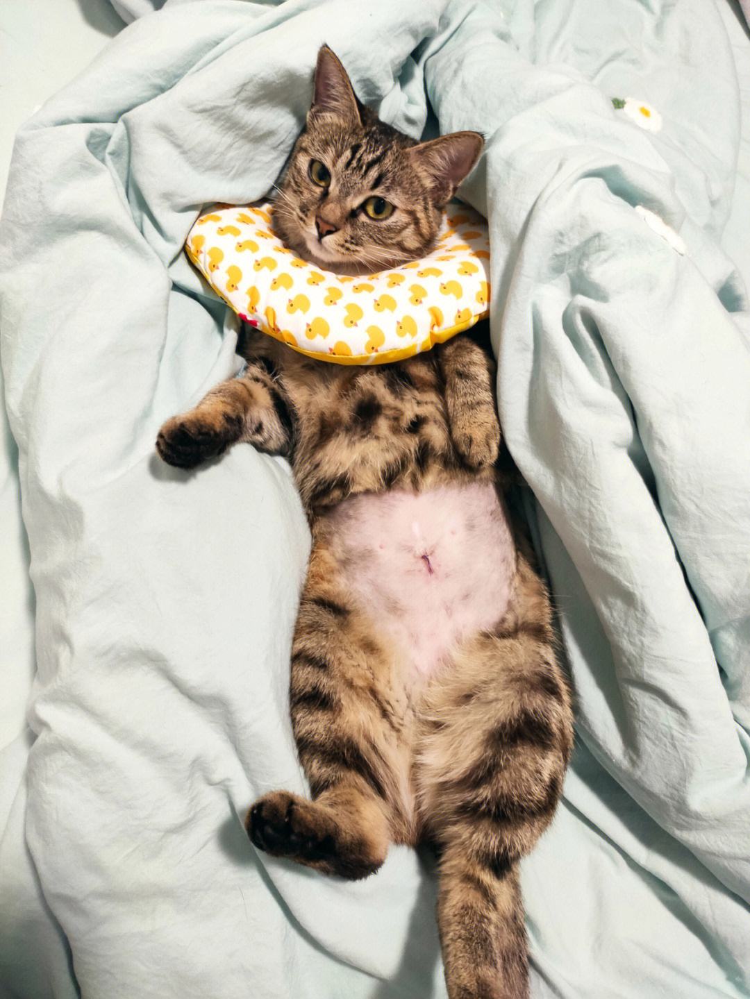 家猫狸花猫流浪后还能存活吗,狸花猫被前主人弃养不吃不喝