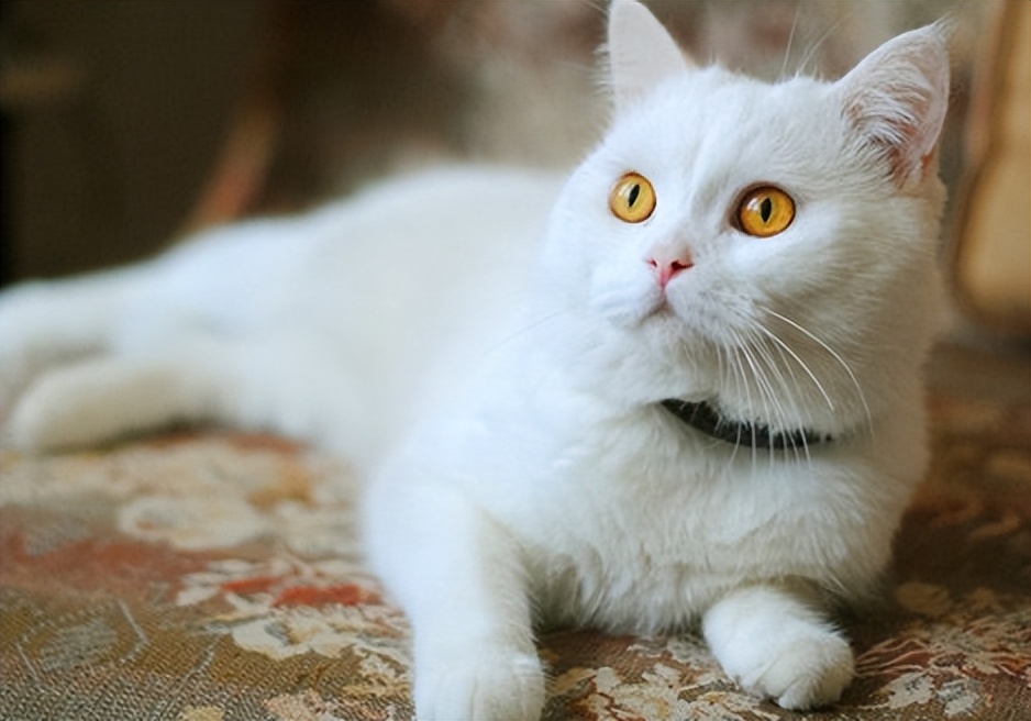 铲屎官不绝育的公猫应对案例,公猫绝育的好坏