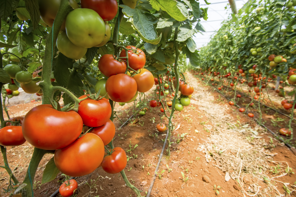 西红柿花脱落凸起是怎么回事,西红柿花谢了是咋回事