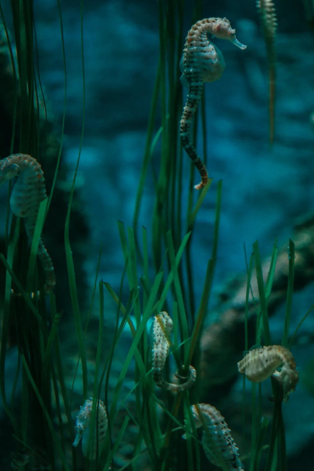 马来西亚乐高乐园自由行,马来西亚新山乐高乐园攻略