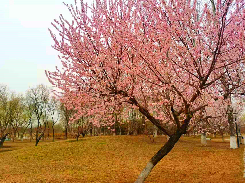 有地铁直达的公园,地铁可达的郊野公园