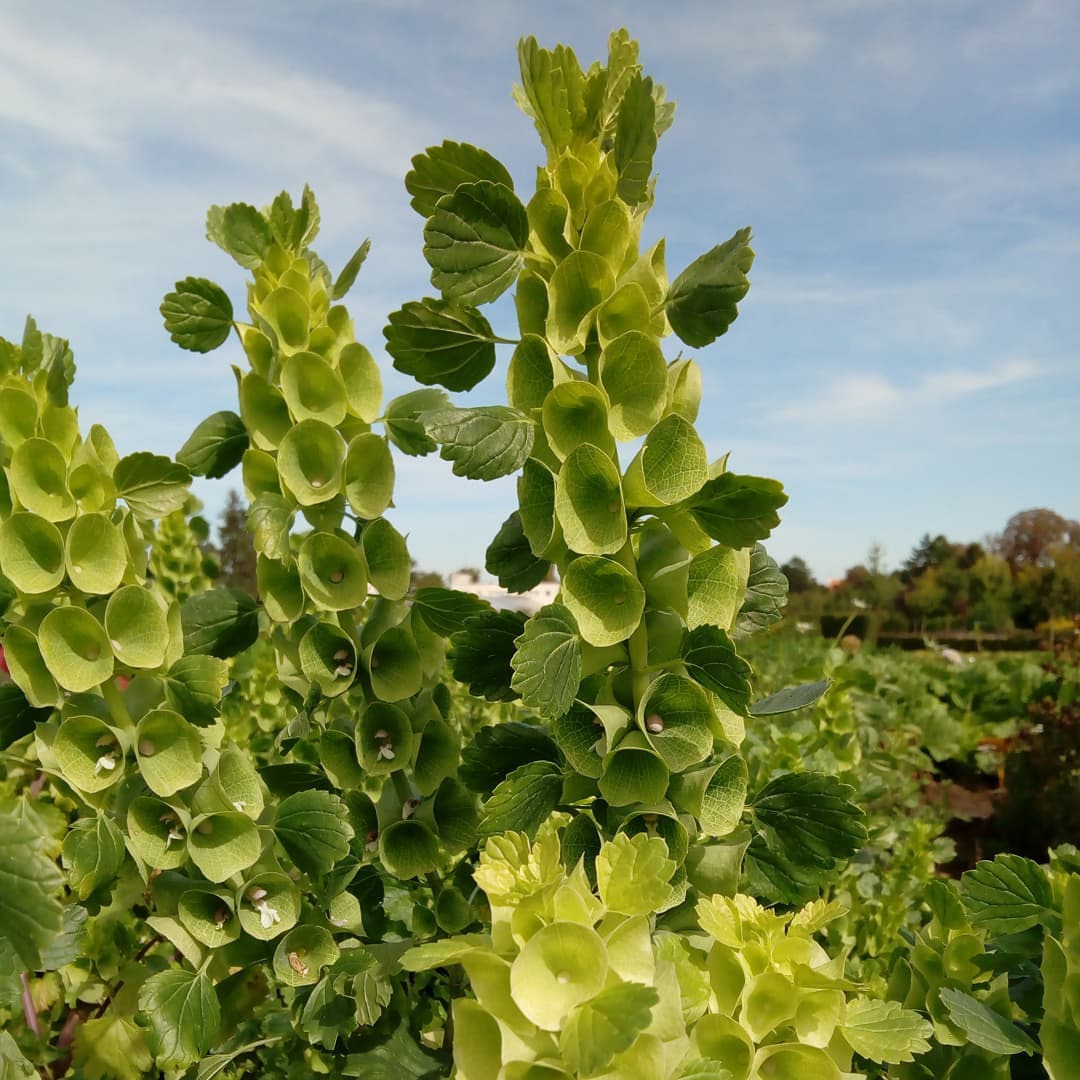 花艺教程花材打理知识,花艺教程常用花材及叶材有哪些