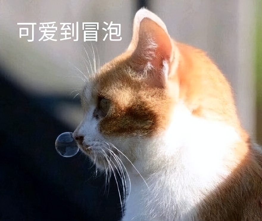 猫咪生病死亡前的征兆,养猫40条常识猫咪生病的症状