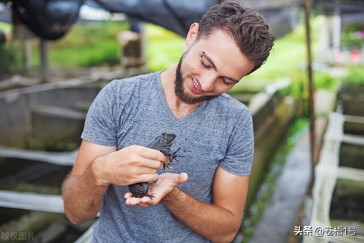 养殖青蛙蝌蚪病防治,青蛙六种常见病的治疗