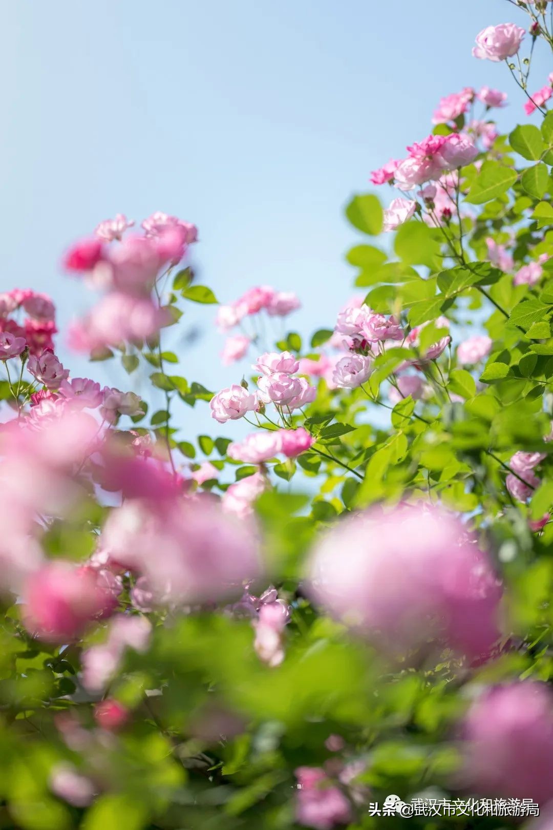 武汉的浪漫鲜花占一半,武汉的樱花开满了全城
