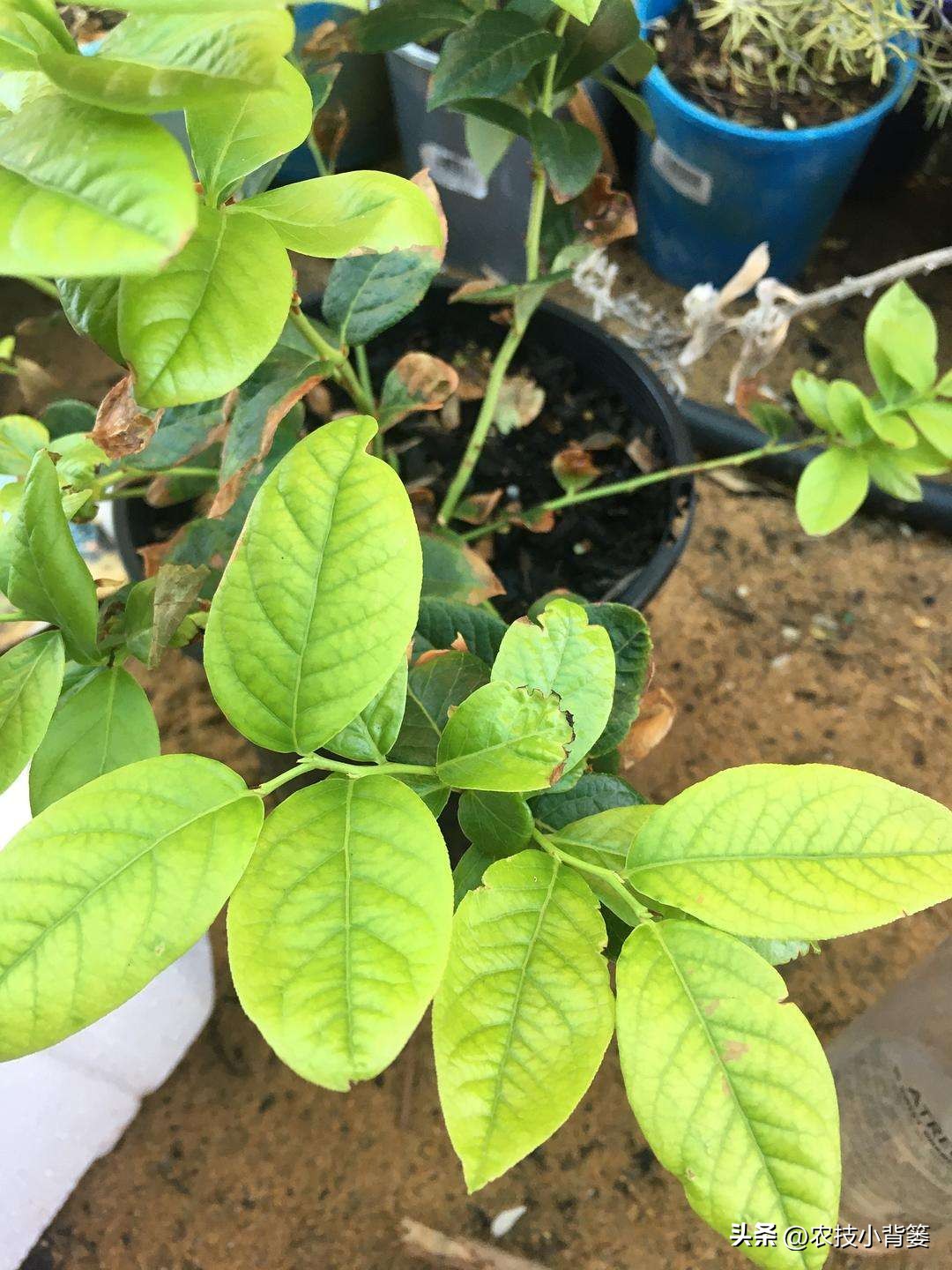 蓝莓黄叶几个月了还有救吗,蓝莓叶脉失绿发黄怎么办