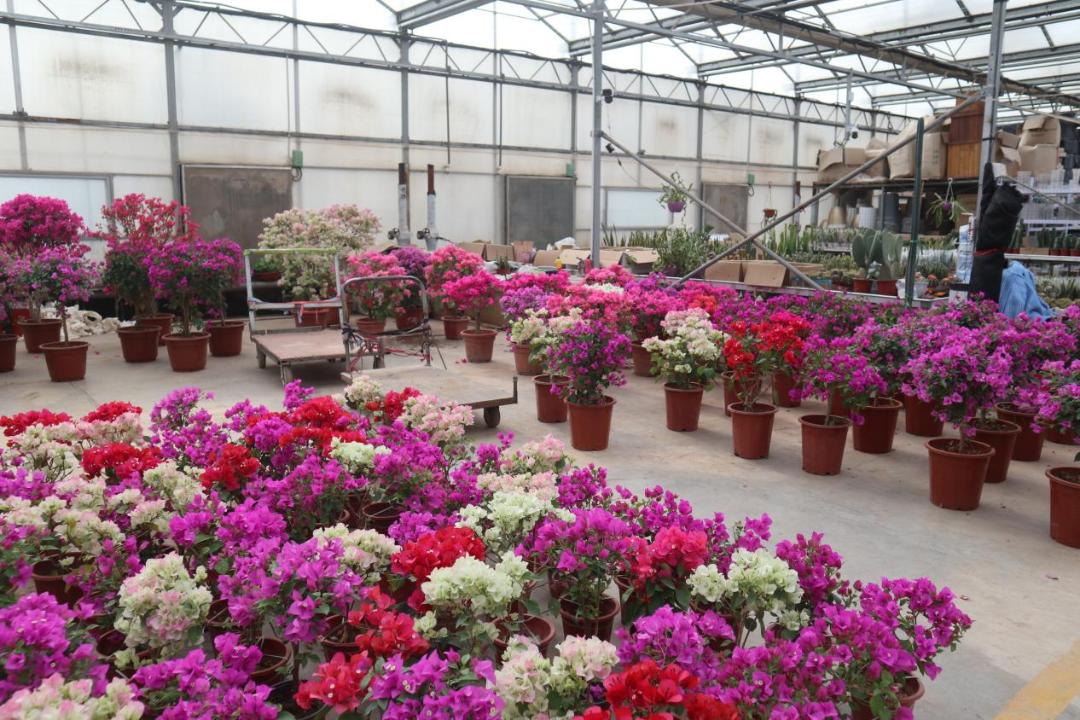 经营面积再增加1万平方米！北京唯一一家绿植花卉分拨中心又有新动作