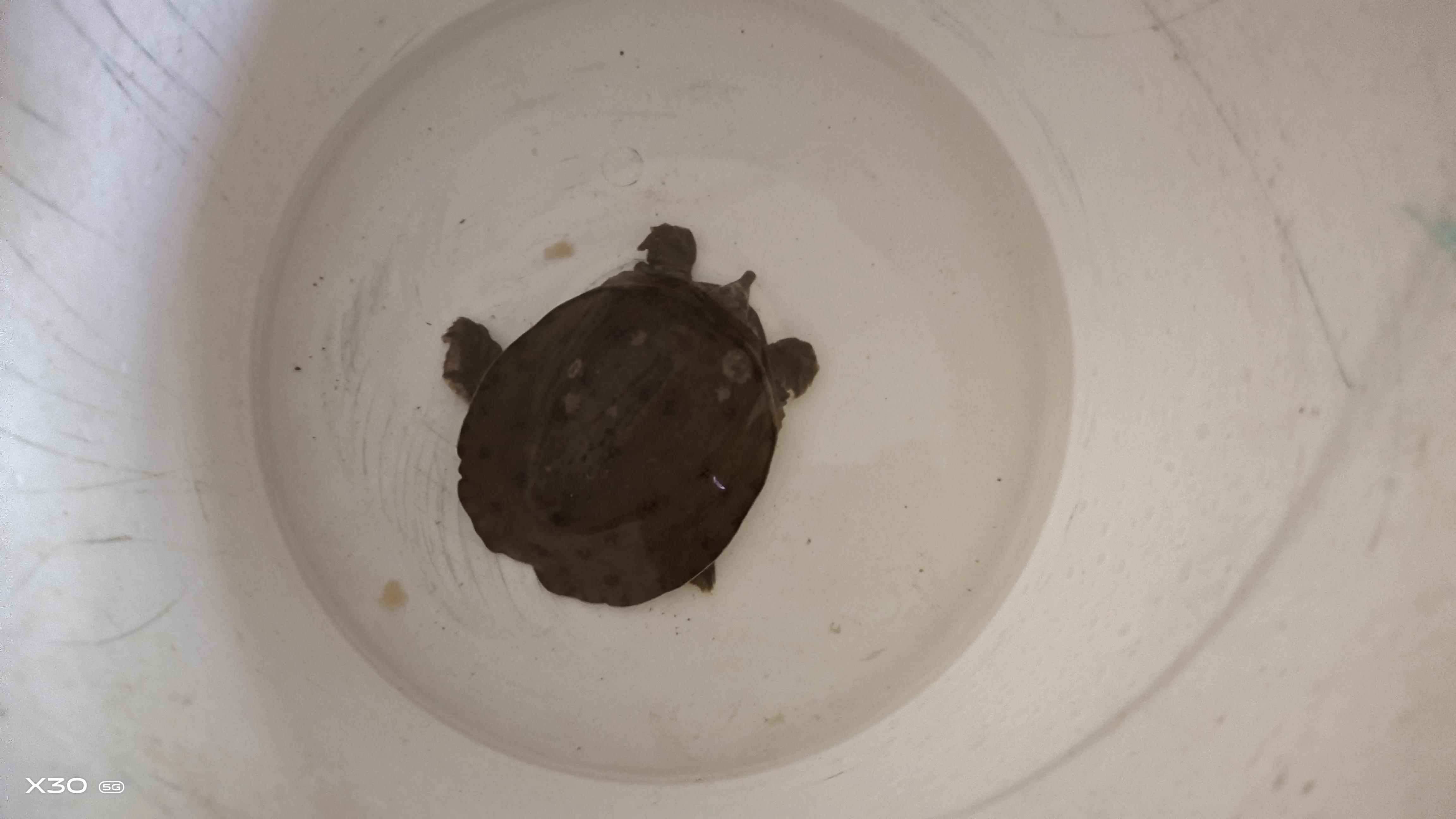 甲鱼咬人怎么样才能让它松开,甲鱼咬人后怎么才能快速松口