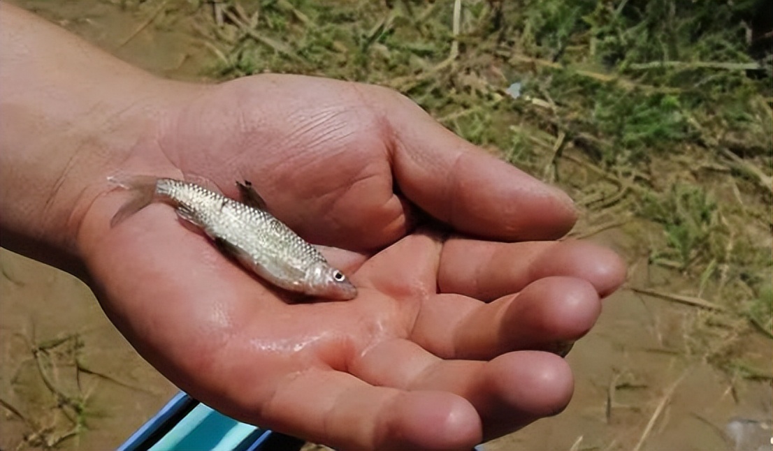 用蚯蚓野钓为什么只能钓到小鱼,野钓用蚯蚓能钓到大鱼么