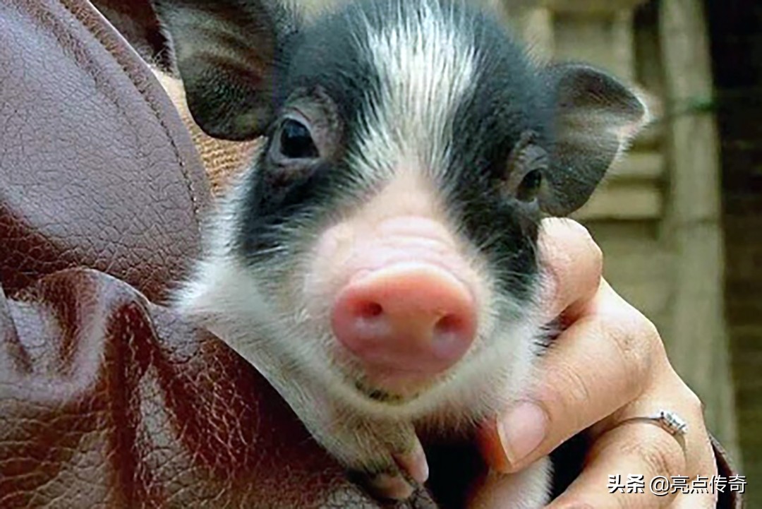 干货分享：破解猪病困局，亮点带你了解猪原虫病之猪住肉孢子虫病