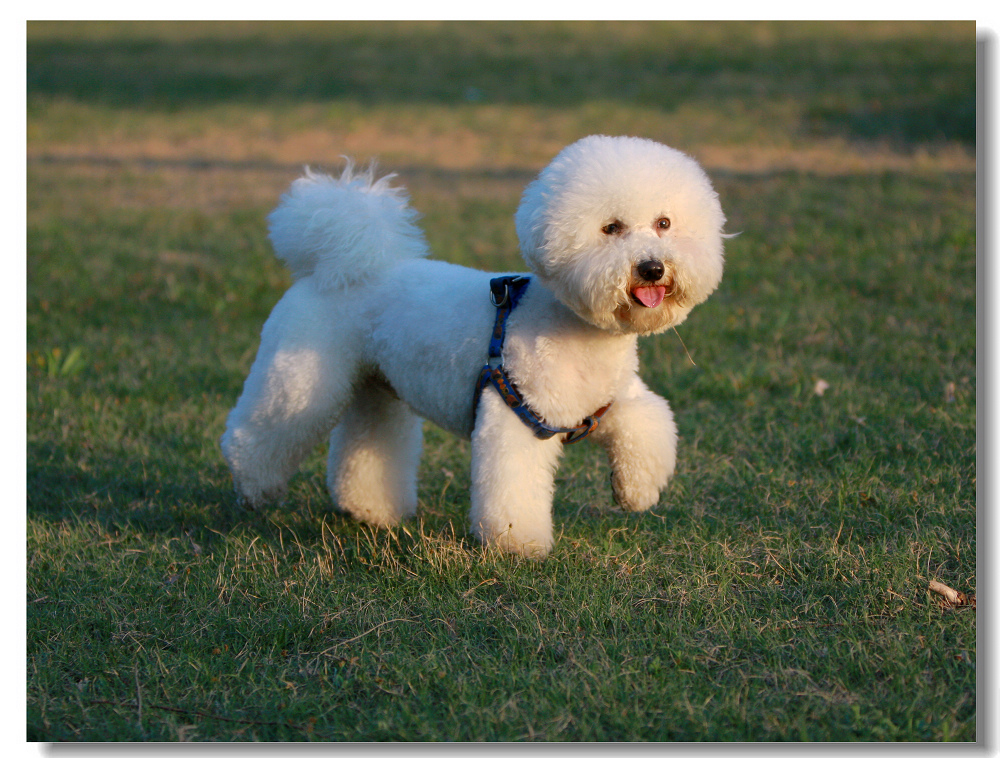 比熊犬生孩子怎么饲养,好比熊犬的标准