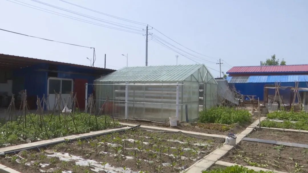 八十七团七连：“无土栽培”日光温室推动庭院经济提质增效
