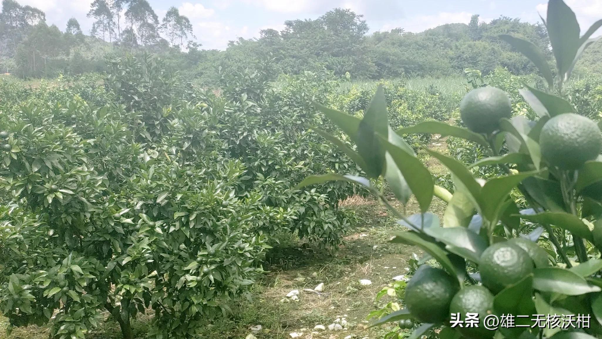 氯吡脲在柑橘上怎么使用,柑橘使用氯吡脲