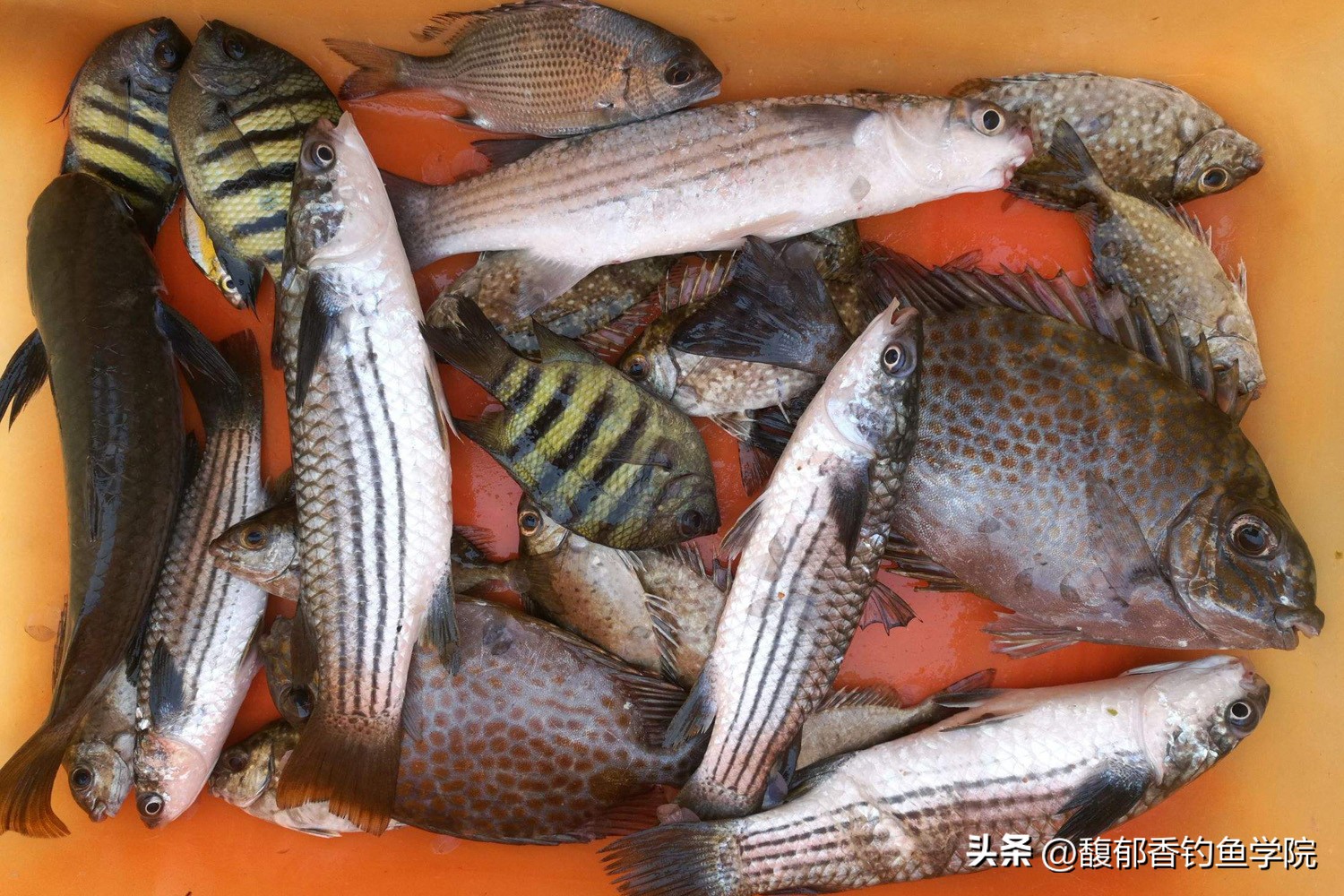 海鱼的习性及钓法,各种海鱼生活习性与水层