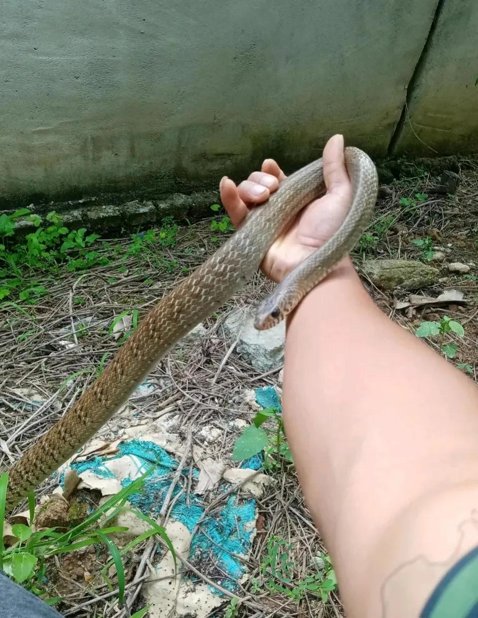 滑鼠蛇厉害还是眼镜蛇厉害,农田判断眼镜蛇的方法