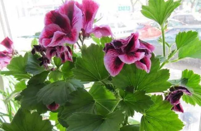 蝴蝶梅怎么扦插,蝴蝶梅花的养护方法