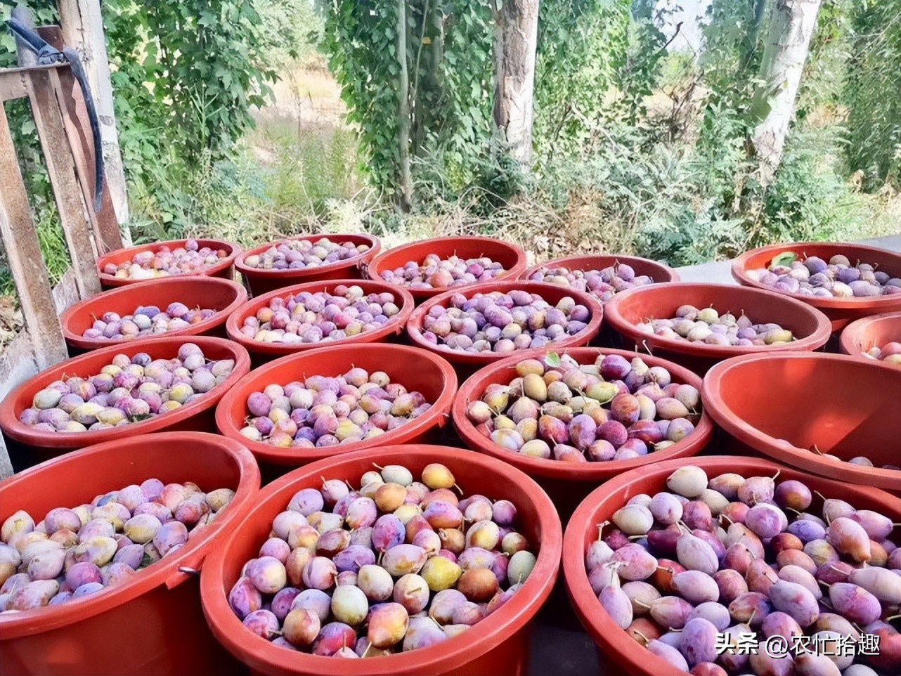 市场缺货蔬菜,市场长期缺货