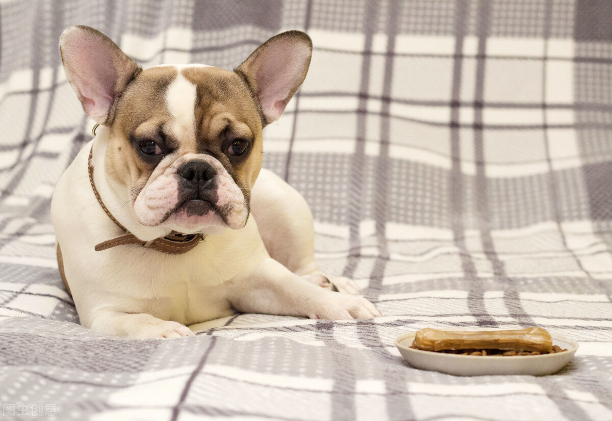 狗狗被其他狗狗咬伤了怎么办,狗狗被狗狗咬伤缝几针