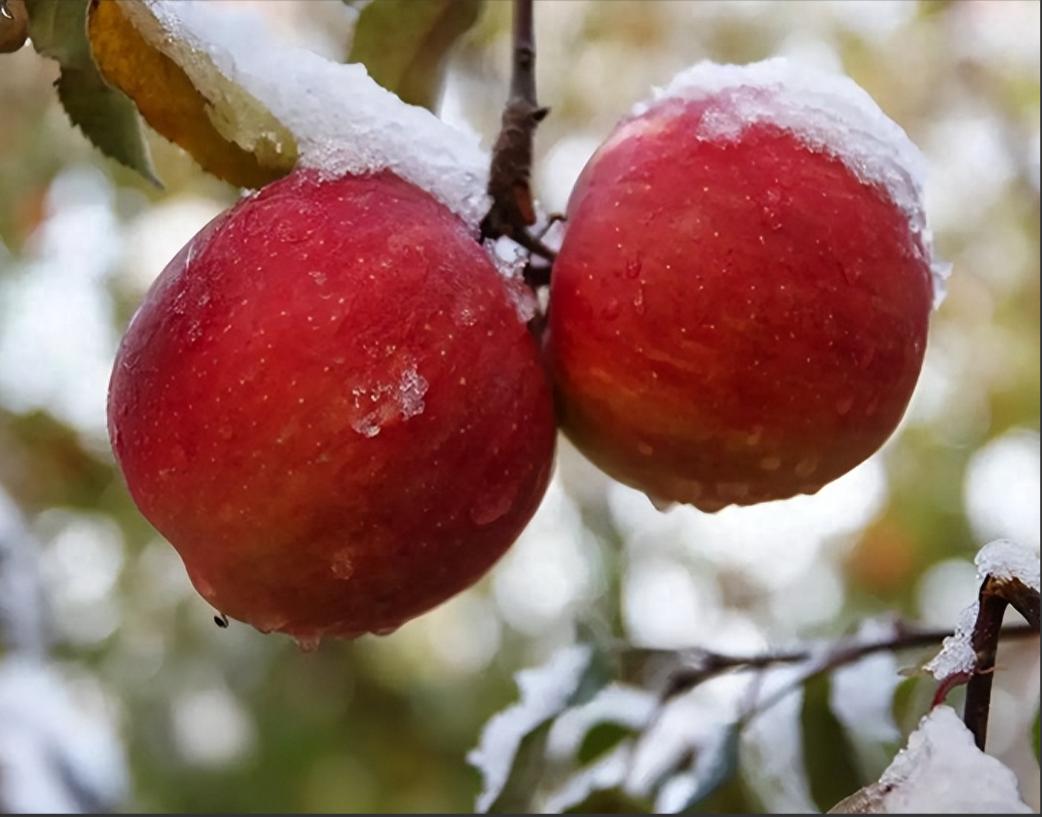 苹果在古代不叫“苹果”，古人取了个很唯美的名字，日本沿用至今