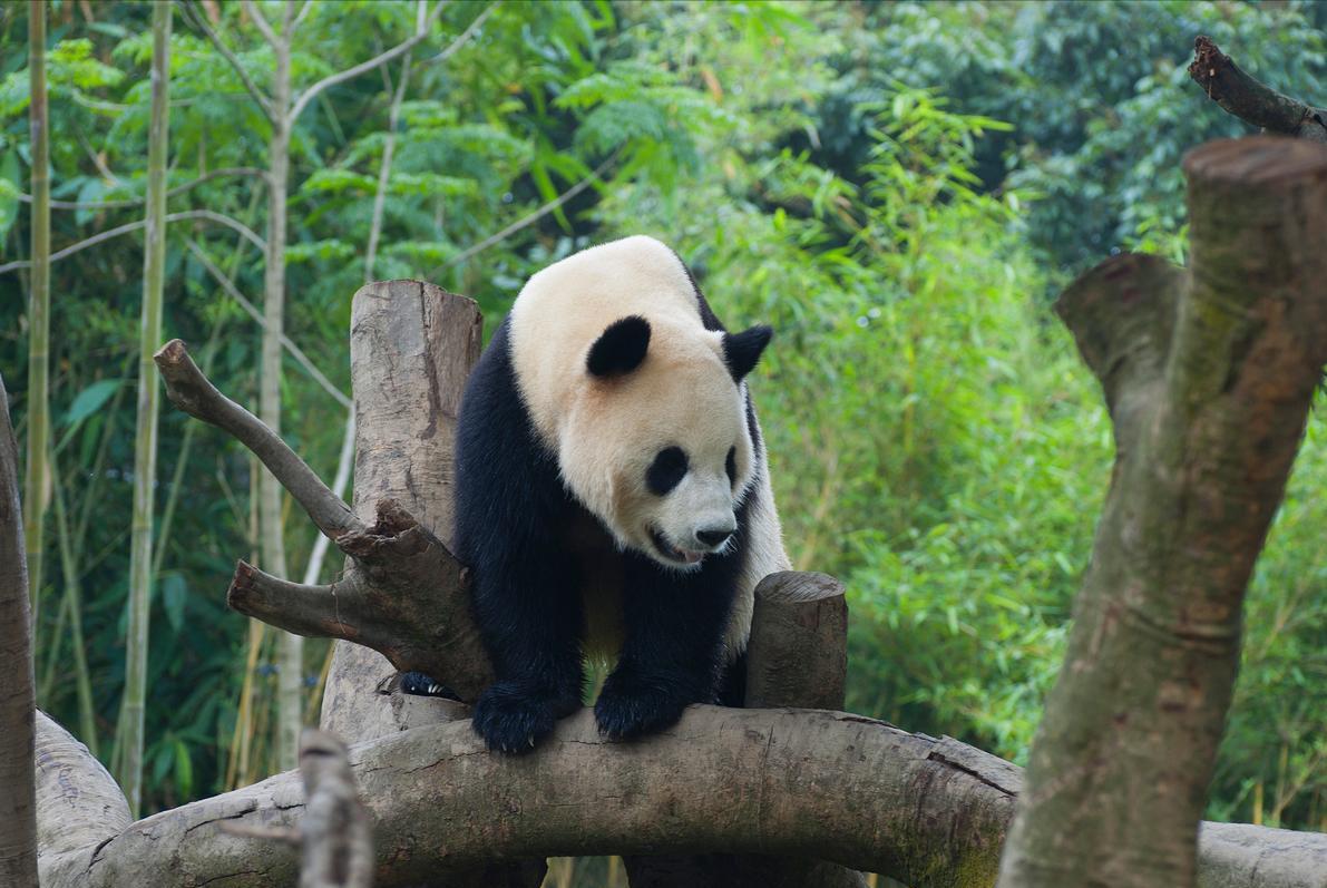 四川的九寨沟旅游攻略图文,四川九寨沟旅游攻略最佳路线