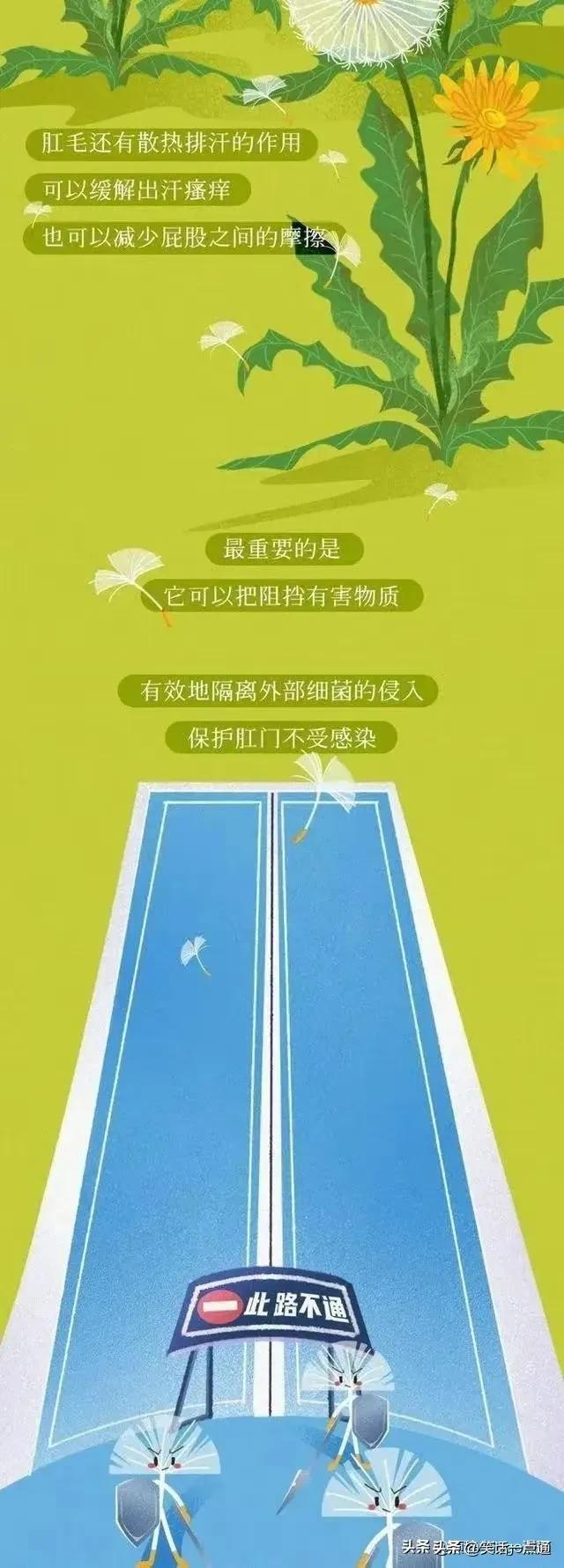 肛门周围的毛毛到底有什么用处？漫画科普