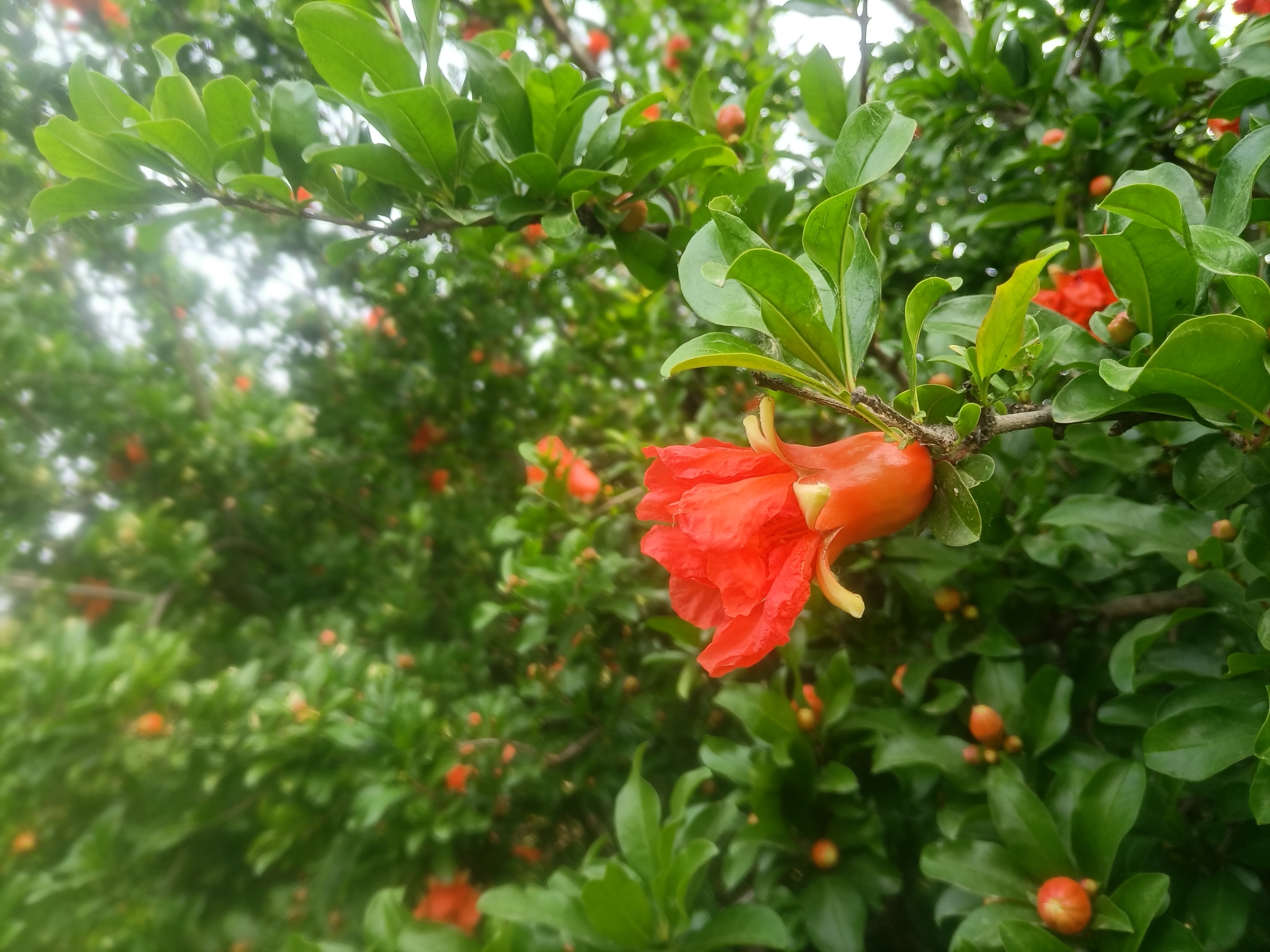 五月石榴花开的唯美诗句,关于石榴花的美文和诗句