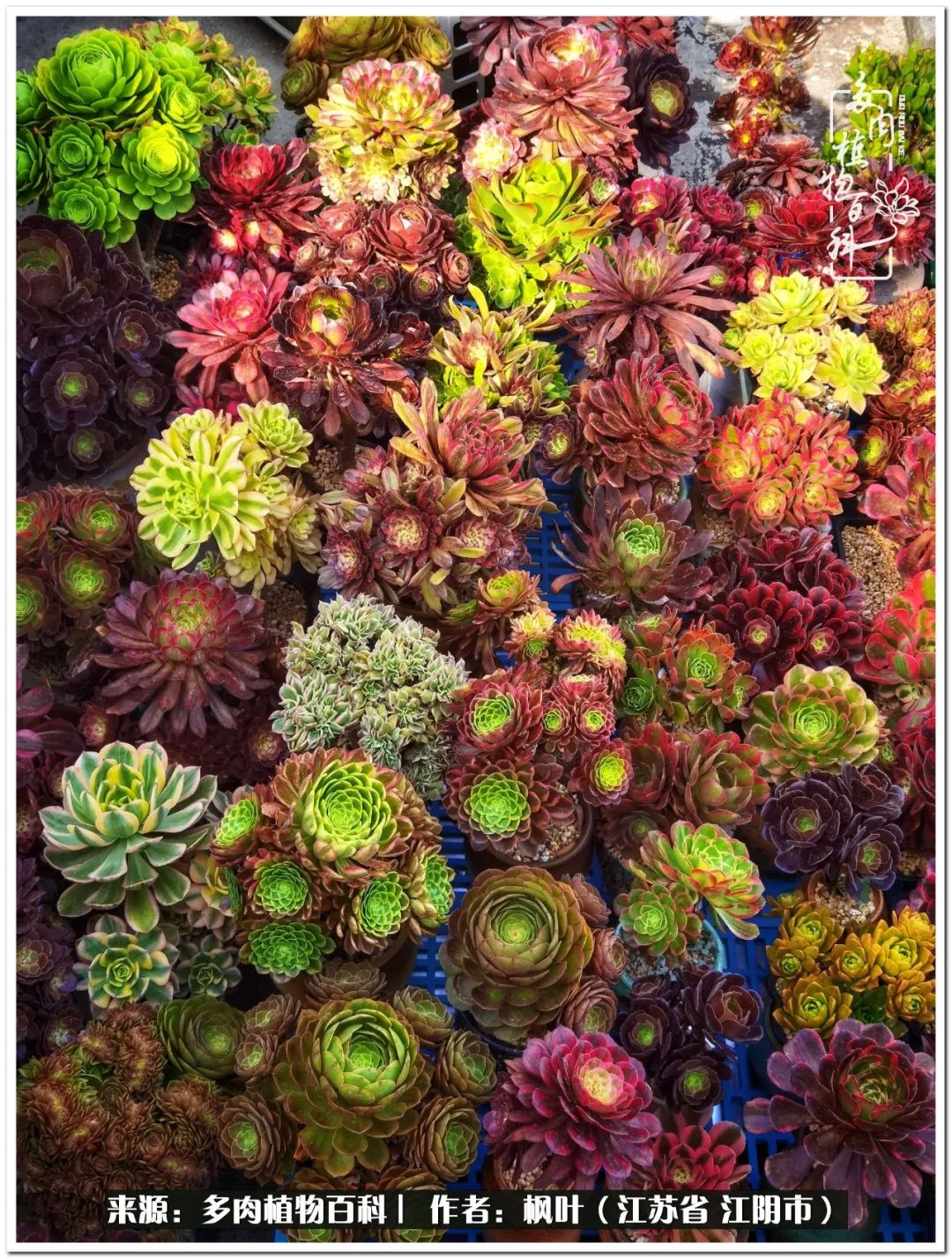 多肉植物的生长轨迹,多肉植物的养生方法