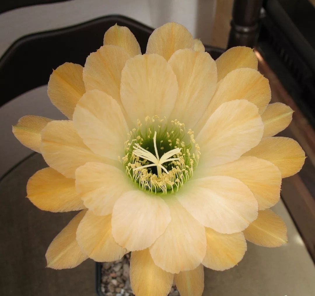 200种·仙人球开花图鉴，大开眼界，美到爆