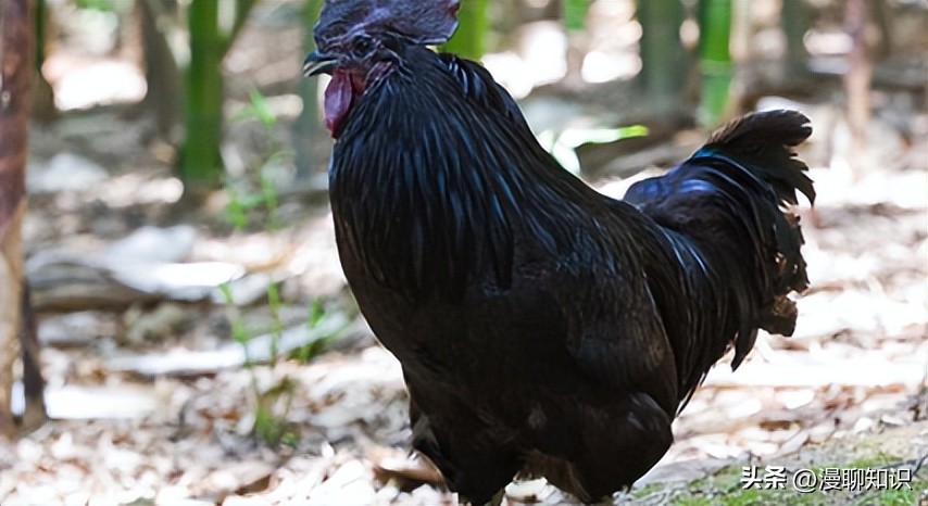 鸡源欧文氏菌是什么？关于它的分离鉴定及耐药基因检测