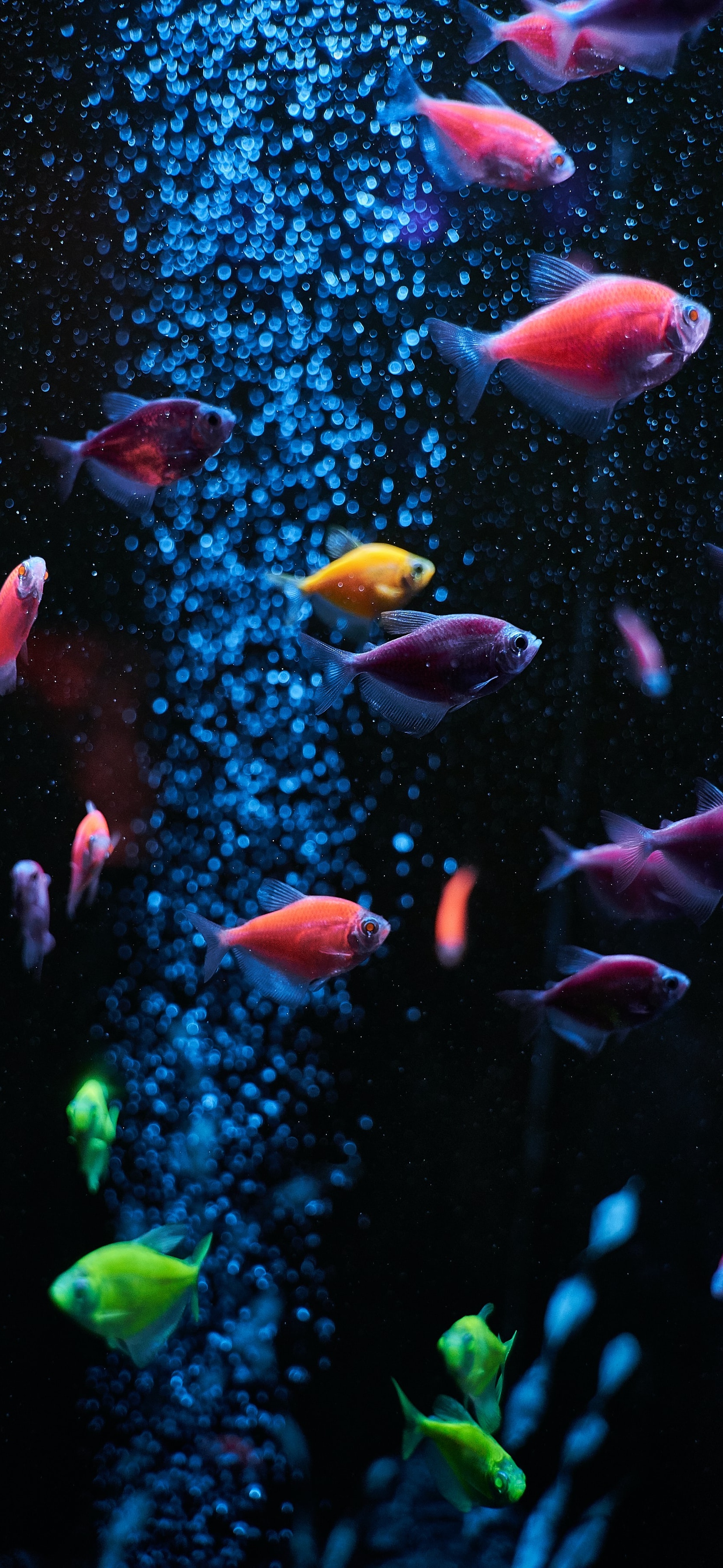 原图壁纸：鱼儿在海里游来游去，自由自在