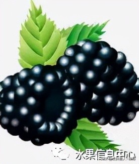 在水果中浆果是分哪几种,水果分类浆果