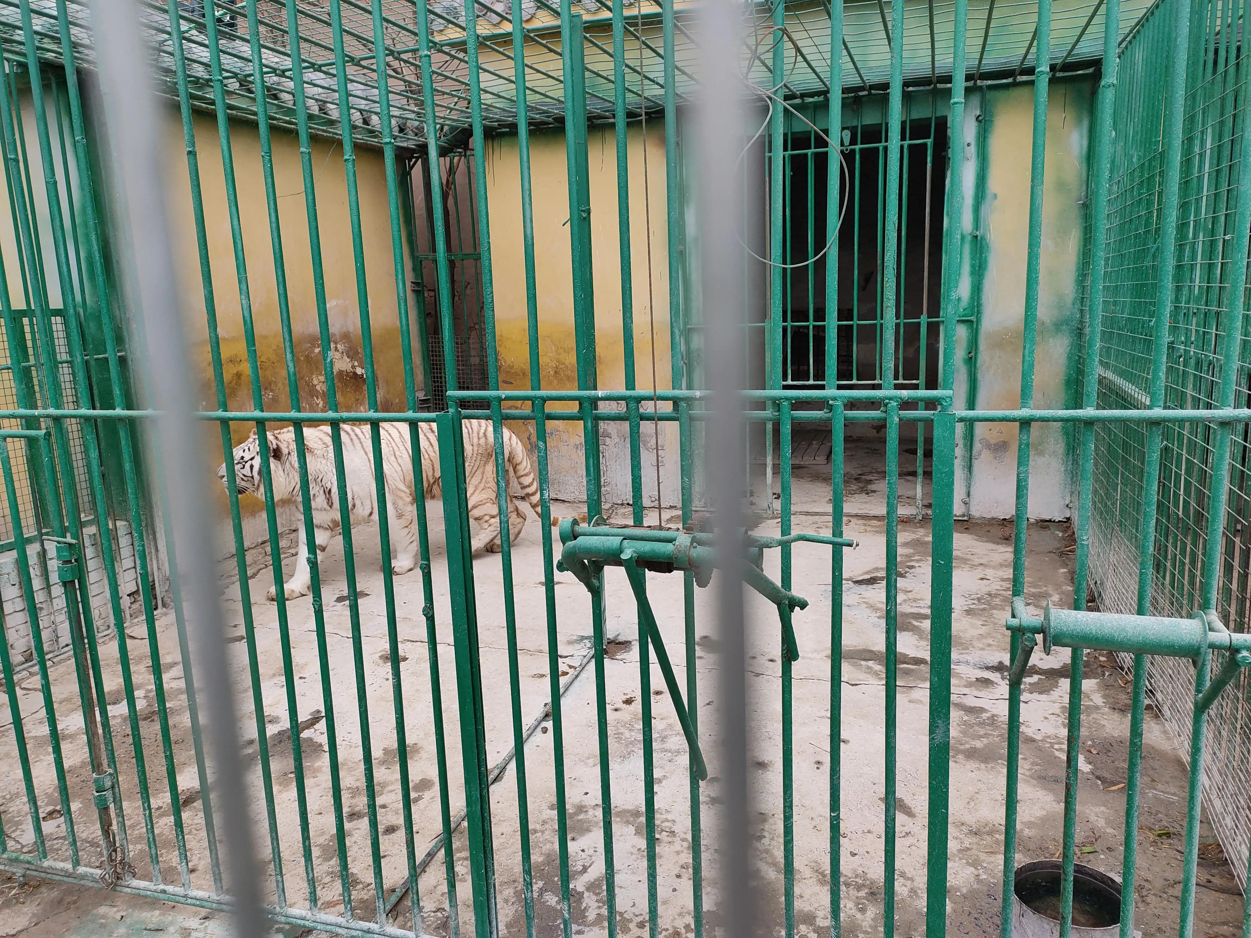 游动物园作文450字,游动物园有感作文