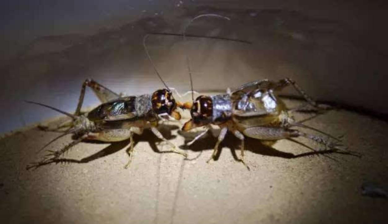 山东小古镇蟋蟀卖出3个亿,山东蟋蟀农村交易