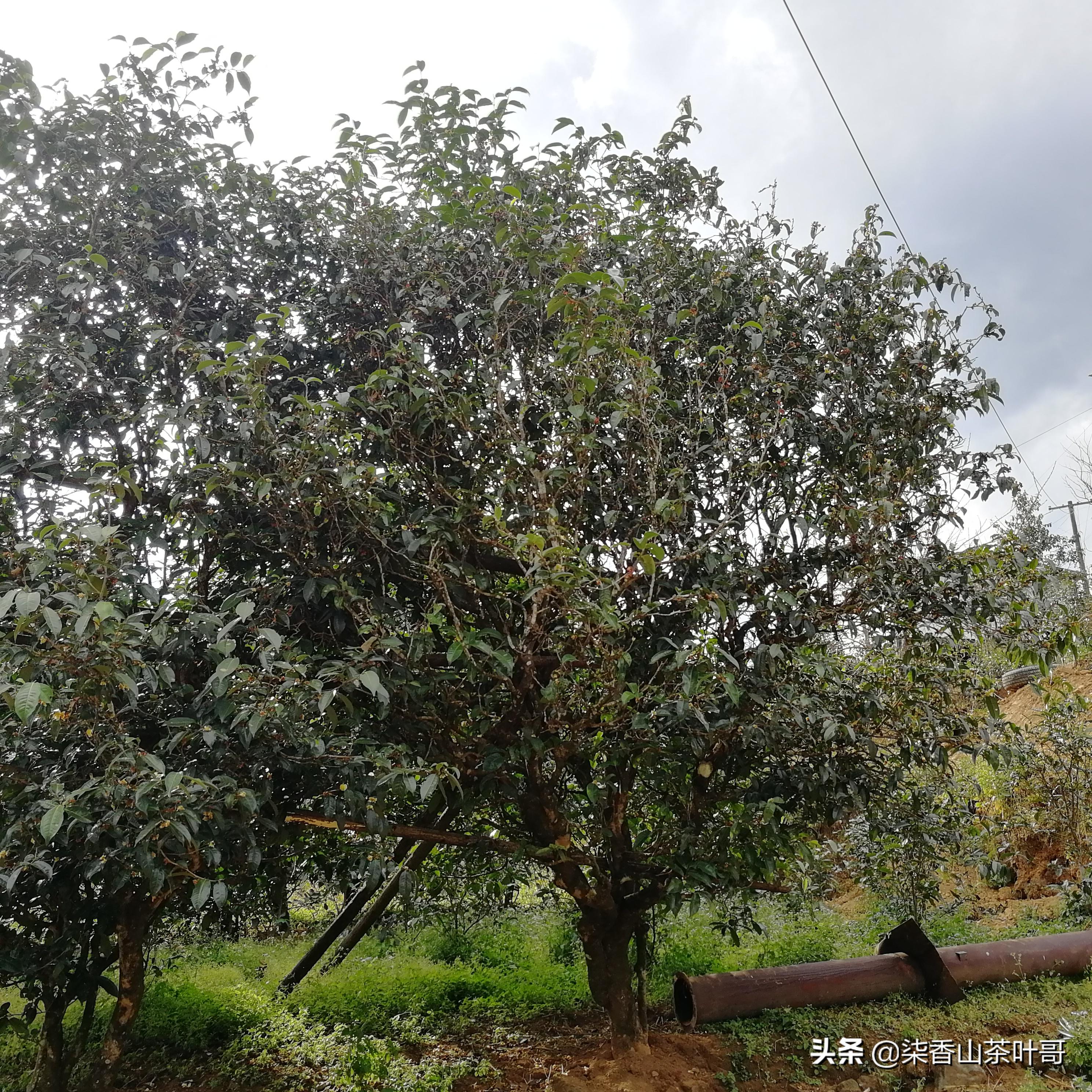 勐库地区茶产区地图,勐库的地理位置